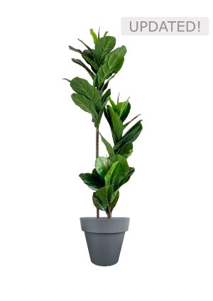 Faux Ficus Lyrata Tree 150cm In Black Planter