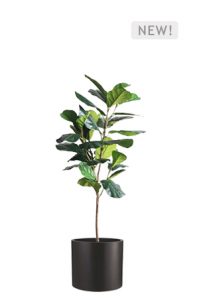 a faux ficus lyrata tree 150cm in black planter on a white background
