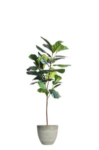 faux ficus lyrata tree 150cm in grey planter on a white background