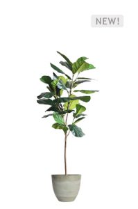 a faux ficus lyrata tree 150cm in grey planter on a white background