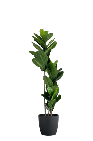 faux ficus lyrata tree 150cm in black planter in a black pot