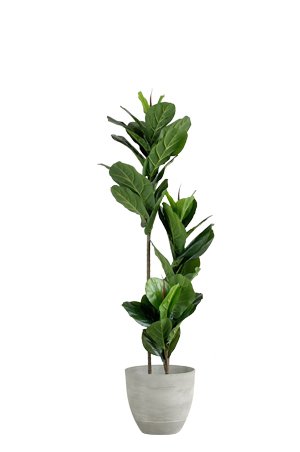 faux ficus lyrata tree 150cm in grey planter in a white pot