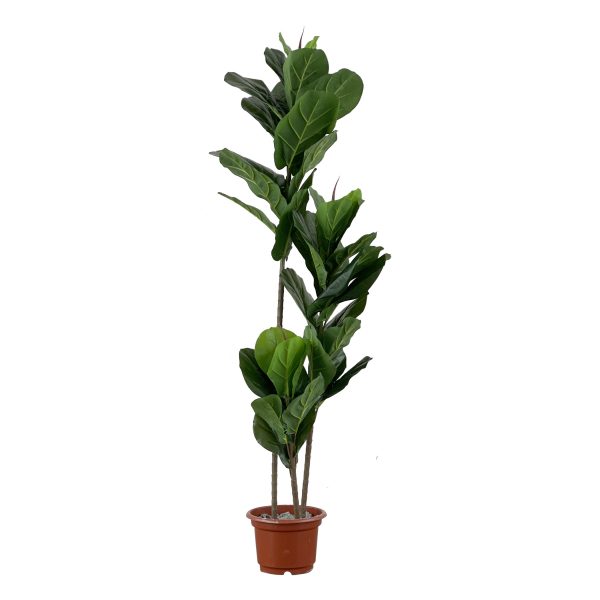 Faux Ficus Lyrata Tree 150cm In Grey Planter on a white background.