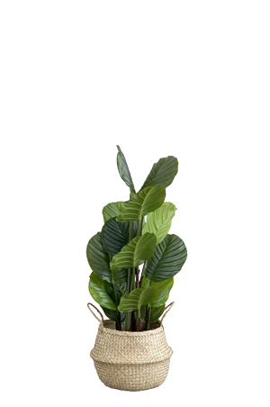 a faux calathea tree 110cm in woven basket on a white background
