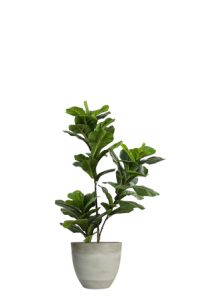 faux ficus lyrata tree 100cm in grey planter in a white pot