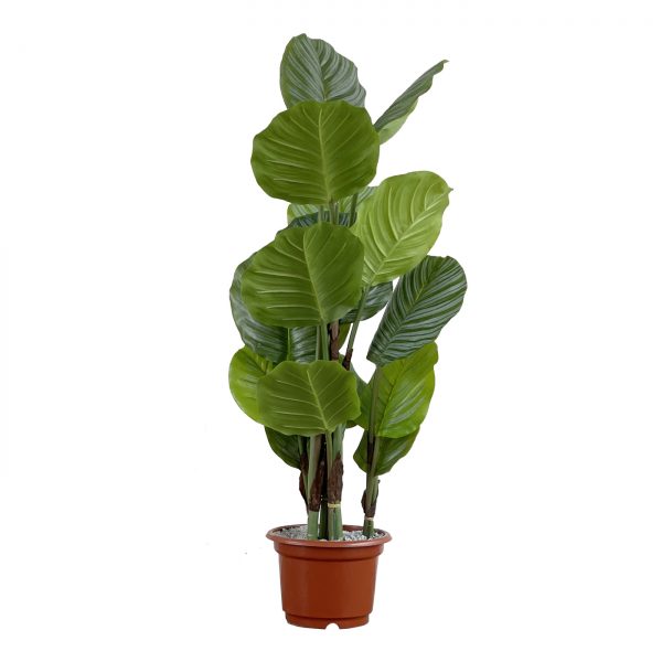 a faux calathea tree 110cm in brown planter on a white background