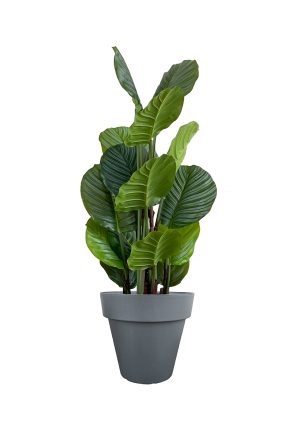 Faux Calathea Tree 110cm In Black Planter