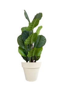 Faux Calathea Tree 110cm In Off White Planter