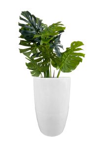 FAUX MONSTERA TREE IN FIBRE LARGE WHITE (OVERALL 150CMH) (FL83 - MONFLW)