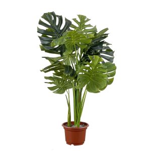 a fake monstera tree 120cm in black planter on a white background