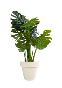 Faux Monstera Tree 120cm In Off White Planter