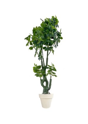 Faux Schefflera Tree 170cm In Off White Planter