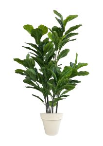 FAUX GREEN FIG 140CM IN OFF WHITE PLANTER (FL86 - FIGOW)