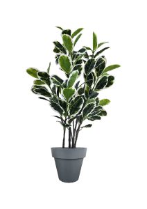 FAUX VARIEGATED WHITE FIG 140CM IN BLACK PLANTER (FL85 - FIGB)