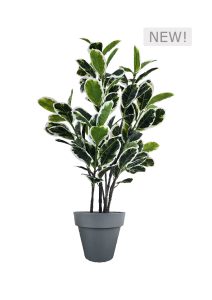 FAUX VARIEGATED WHITE FIG 140CM IN BLACK PLANTER (FL85 - FIGB)