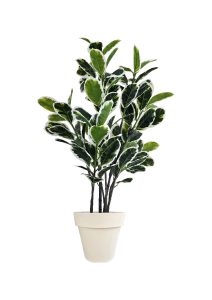 FAUX VARIEGATED WHITE FIG 140CM IN OFF WHITE PLANTER (FL85 - FIGOW)