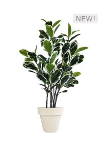 FAUX VARIEGATED WHITE FIG 140CM IN OFF WHITE PLANTER (FL85 - FIGOW)