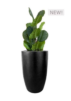 FAUX CALATHEA TREE IN FIBRE LARGE BLACK PLANTER (OVERALL 140CMH) (FL81 - CALFLB)