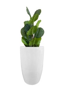 FAUX CALATHEA TREE IN FIBRE LARGE WHITE PLANTER (OVERALL 140CMH) (FL81 - CALFLW)