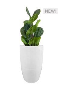 FAUX CALATHEA TREE IN FIBRE LARGE WHITE PLANTER (OVERALL 140CMH) (FL81 - CALFLW)