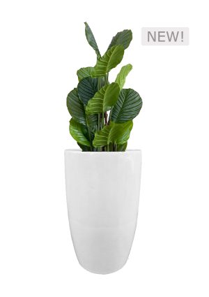 FAUX CALATHEA TREE IN FIBRE LARGE WHITE PLANTER (OVERALL 140CMH) (FL81 - CALFLW)