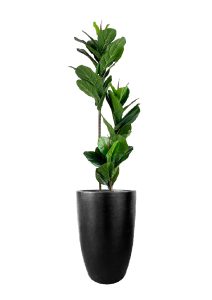 FAUX FICUS LYRATA TREE IN FIBRE LARGE BLACK PLANTER (OVERALL 180CMH)