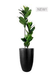 FAUX FICUS LYRATA TREE IN FIBRE LARGE BLACK PLANTER (OVERALL 180CMH)