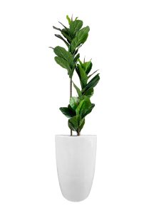 FAUX FICUS LYRATA TREE IN FIBRE LARGE WHITE PLANTER (OVERALL 180CMH)