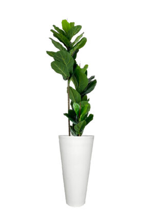 FAUX FICUS LYRATA TREE IN LARGE WHITE V-PLANTER (OVERALL 190CMH) (FL80 - FIGVLW)
