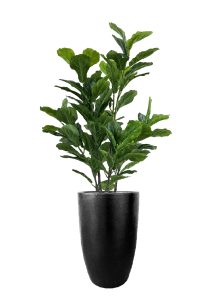 FAUX GREEN FIG IN FIBRE LARGE BLACK PLANTER (OVERALL 170CMH) (FL86 - FIGFLB)