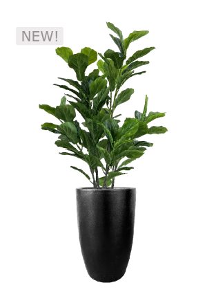 FAUX GREEN FIG IN FIBRE LARGE BLACK PLANTER (OVERALL 170CMH) (FL86 - FIGFLB)