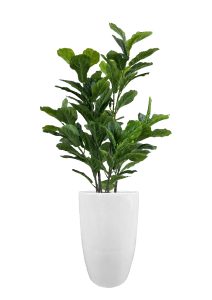 FAUX GREEN FIG IN FIBRE LARGE WHITE PLANTER (OVERALL 170CMH) (FL86 - FIGFLW)