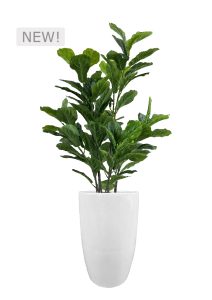 FAUX GREEN FIG IN FIBRE LARGE WHITE PLANTER (OVERALL 170CMH) (FL86 - FIGFLW)