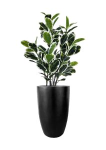 FAUX VARIEGATED WHITE FIG IN FIBRE LARGE BLACK PLANTER (OVERALL 170CMH) (FL85 - FIGFLB)