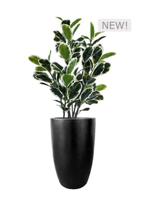 FAUX VARIEGATED WHITE FIG IN FIBRE LARGE BLACK PLANTER (OVERALL 170CMH) (FL85 - FIGFLB)