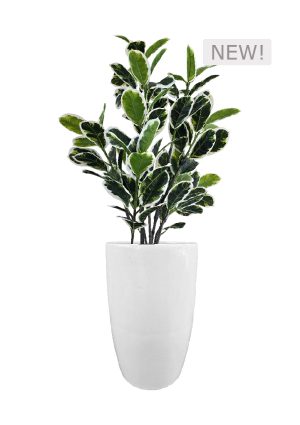 FAUX VARIEGATED WHITE FIG IN FIBRE LARGE WHITE PLANTER (OVERALL 170CMH) (FL85 - FIGFLW)