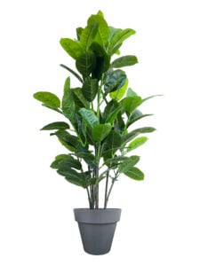 FAUX RUBBER TREE 140CM IN BLACK PLANTER (FL87 - RUB)