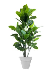 FAUX RUBBER TREE 140CM IN GREY PLANTER (FL87 - RUC)