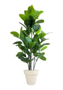 FAUX RUBBER TREE 140CM IN OFF WHITE PLANTER (FL87 - RUOW)