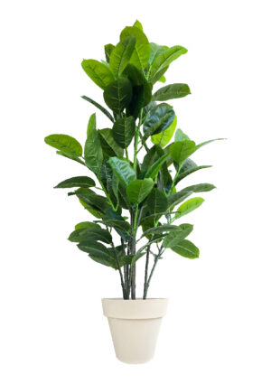 FAUX RUBBER TREE 140CM IN OFF WHITE PLANTER (FL87 - RUOW)