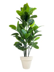 FAUX RUBBER TREE 140CM IN OFF WHITE PLANTER (FL87 - RUOW)