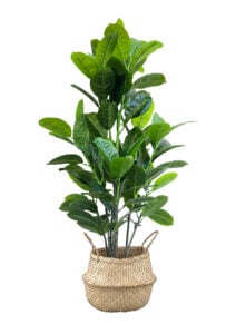 FAUX RUBBER TREE 140CM IN WOVEN BASKET (FL87 - RUW)