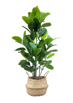 FAUX RUBBER TREE 140CM IN WOVEN BASKET (FL87 - RUW)