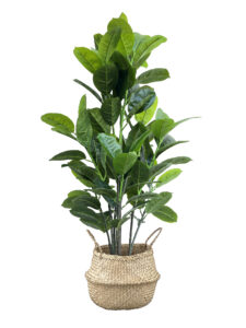 FAUX RUBBER TREE 140CM IN WOVEN BASKET (FL87 - RUW)