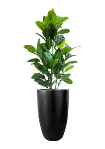 FAUX RUBBER TREE IN FIBRE LARGE BLACK PLANTER (OVERALL 170CM) (FL87 - RUFLB)