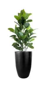 FAUX RUBBER TREE IN FIBRE LARGE BLACK PLANTER (OVERALL 170CM) (FL87 - RUFLB)