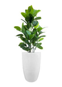 FAUX RUBBER TREE IN FIBRE LARGE WHITE PLANTER (OVERALL 170CM) (FL87 - RUFLW)