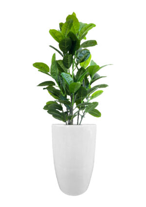 FAUX RUBBER TREE IN FIBRE LARGE WHITE PLANTER (OVERALL 170CM) (FL87 - RUFLW)