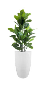 FAUX RUBBER TREE IN FIBRE LARGE WHITE PLANTER (OVERALL 170CM) (FL87 - RUFLW)