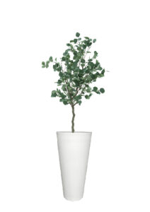 FAUX EUCALYPTUS TREE IN LARGE WHITE V-PLANTER (OVERALL 180CMH) (FL79 - EUVLW)